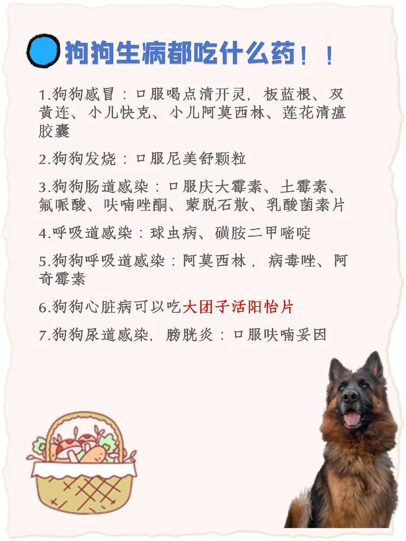  狗狗感冒了能吃人的药吗，狗狗感冒了能吃人的药吗-第2张图片-后鲨宠物