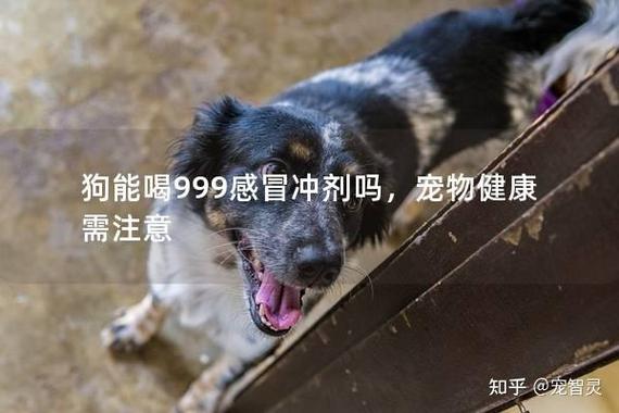 狗狗能喝感冒冲剂吗_狗狗可以喝感冒灵颗粒吗-第5张图片-后鲨宠物 狗狗能喝感冒冲剂吗_狗狗可以喝感冒灵颗粒吗-第5张图片-后鲨宠物