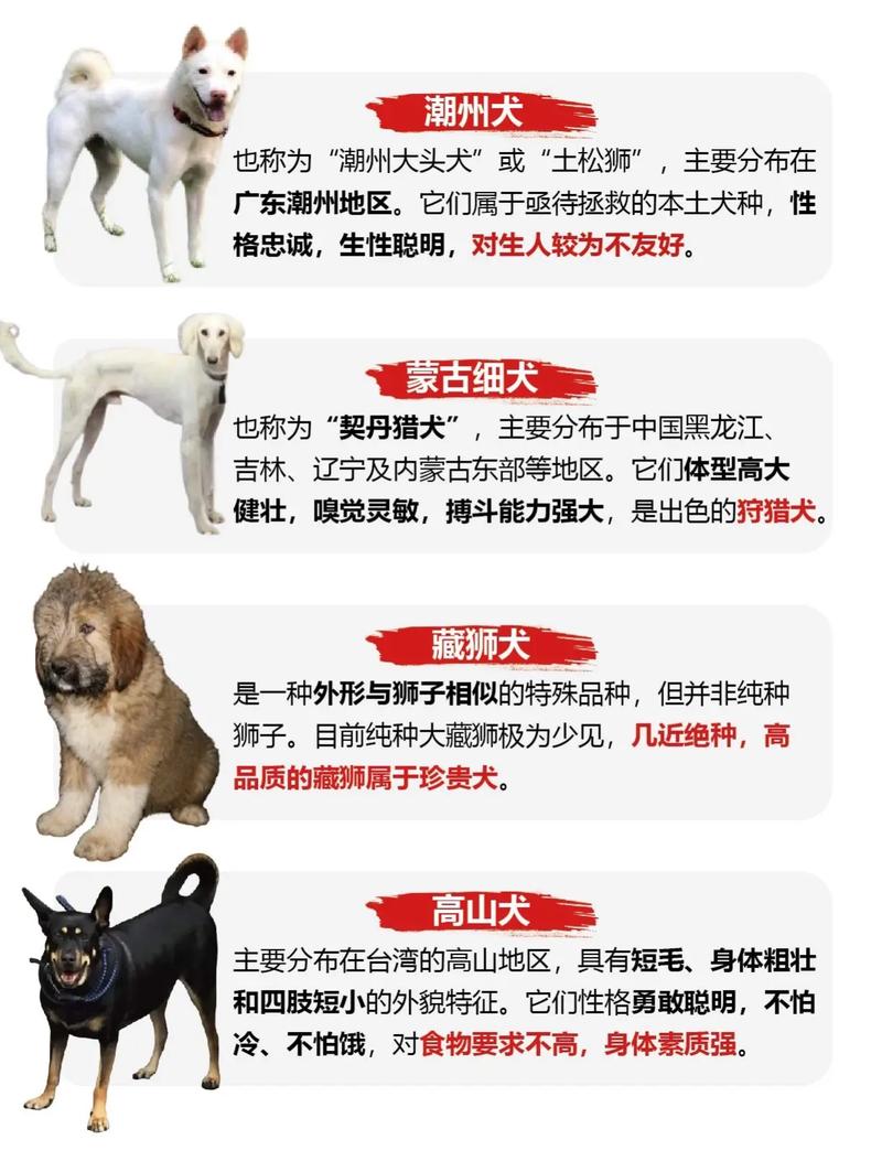 中国的狗狗有哪些品种,中国狗有哪些??-第1张图片-后鲨宠物 中国的狗狗有哪些品种,中国狗有哪些??-第1张图片-后鲨宠物