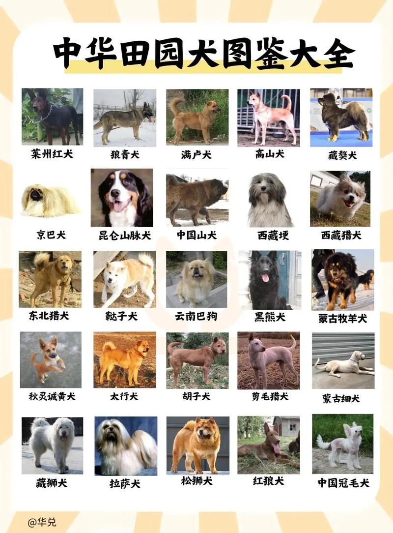 中国的狗狗有哪些品种,中国狗有哪些??-第3张图片-后鲨宠物 中国的狗狗有哪些品种,中国狗有哪些??-第3张图片-后鲨宠物