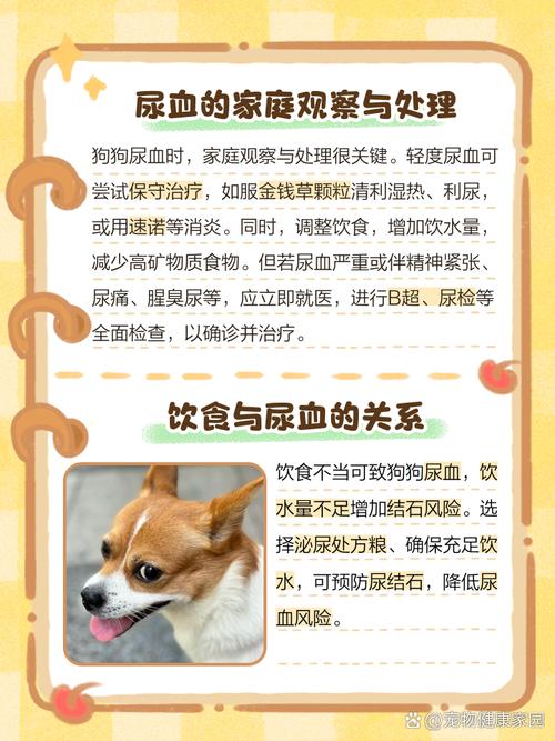 狗狗尿血是什么原因,狗狗尿血是什么原因是结石吗-第2张图片-后鲨宠物 狗狗尿血是什么原因,狗狗尿血是什么原因是结石吗-第2张图片-后鲨宠物