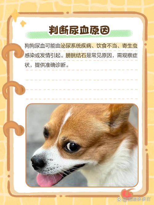 狗狗尿血是什么原因,狗狗尿血是什么原因是结石吗-第5张图片-后鲨宠物 狗狗尿血是什么原因,狗狗尿血是什么原因是结石吗-第5张图片-后鲨宠物