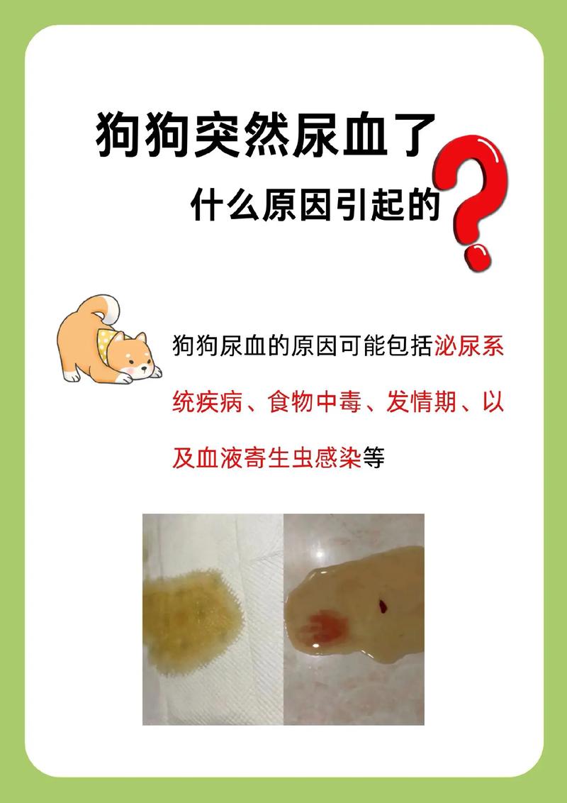 狗狗尿血是什么原因,狗狗尿血是什么原因是结石吗-第6张图片-后鲨宠物 狗狗尿血是什么原因,狗狗尿血是什么原因是结石吗-第6张图片-后鲨宠物