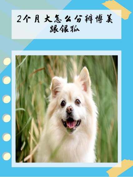 怎么判断狗狗多大了,如何判断狗狗多少岁-第2张图片-后鲨宠物 怎么判断狗狗多大了,如何判断狗狗多少岁-第2张图片-后鲨宠物