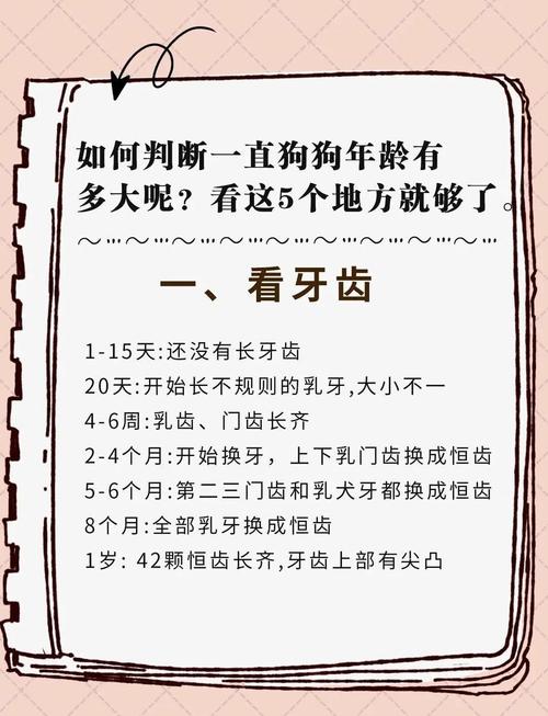 怎么判断狗狗多大了,如何判断狗狗多少岁-第4张图片-后鲨宠物 怎么判断狗狗多大了,如何判断狗狗多少岁-第4张图片-后鲨宠物