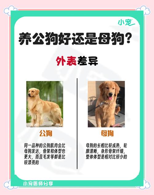 怎么判断狗狗多大了,如何判断狗狗多少岁-第5张图片-后鲨宠物 怎么判断狗狗多大了,如何判断狗狗多少岁-第5张图片-后鲨宠物