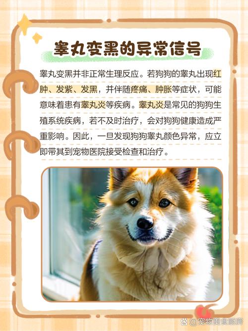 狗狗的睾丸发黑正常吗,狗狗的睾丸是黑色的正常吗?-第1张图片-后鲨宠物 狗狗的睾丸发黑正常吗,狗狗的睾丸是黑色的正常吗?-第1张图片-后鲨宠物