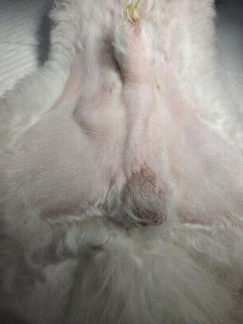 狗狗的睾丸发黑正常吗,狗狗的睾丸是黑色的正常吗?-第2张图片-后鲨宠物 狗狗的睾丸发黑正常吗,狗狗的睾丸是黑色的正常吗?-第2张图片-后鲨宠物