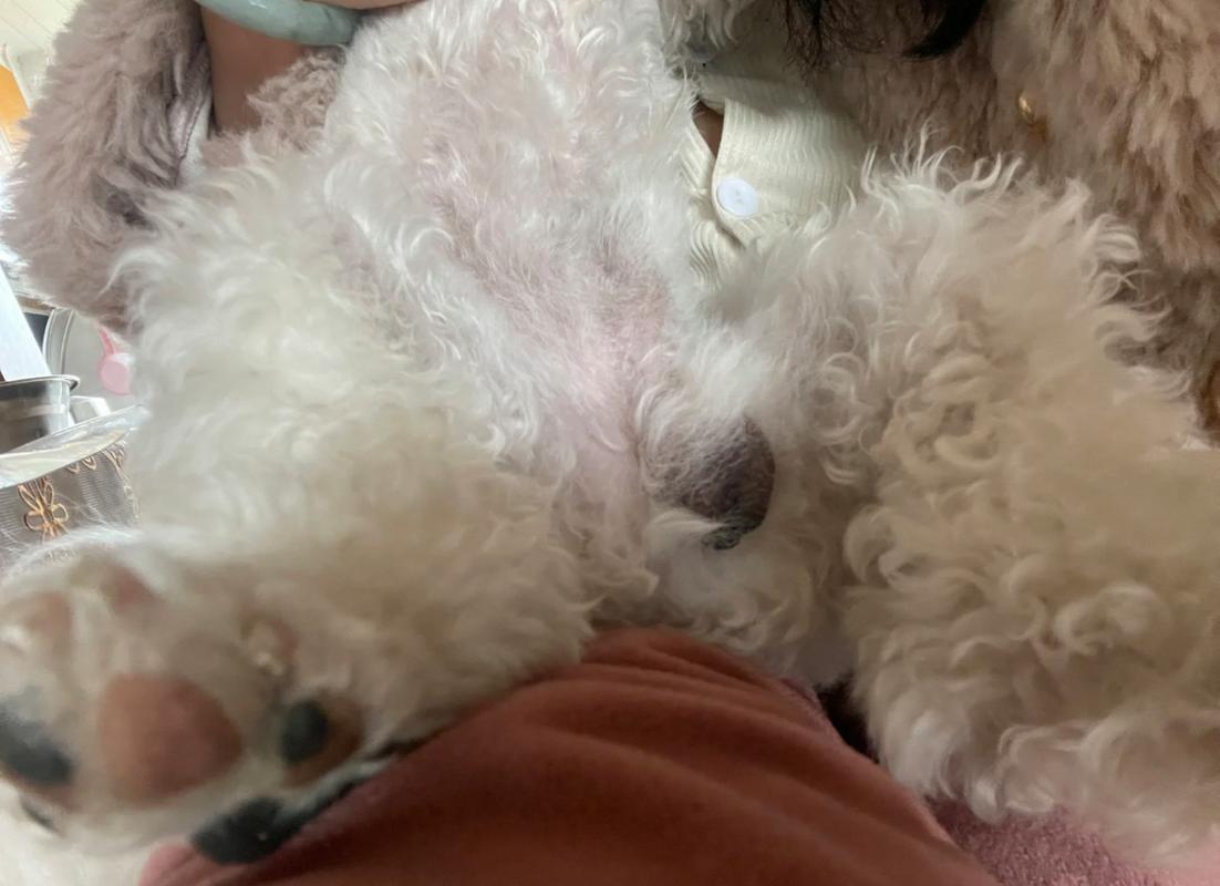 狗狗的睾丸发黑正常吗,狗狗的睾丸是黑色的正常吗?-第3张图片-后鲨宠物 狗狗的睾丸发黑正常吗,狗狗的睾丸是黑色的正常吗?-第3张图片-后鲨宠物