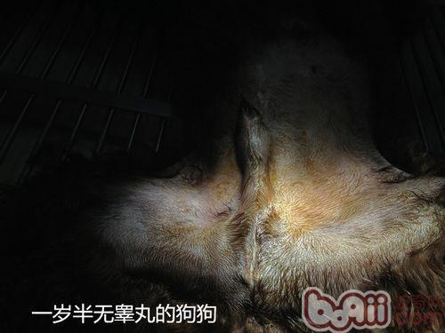 狗狗的睾丸发黑正常吗,狗狗的睾丸是黑色的正常吗?-第5张图片-后鲨宠物 狗狗的睾丸发黑正常吗,狗狗的睾丸是黑色的正常吗?-第5张图片-后鲨宠物