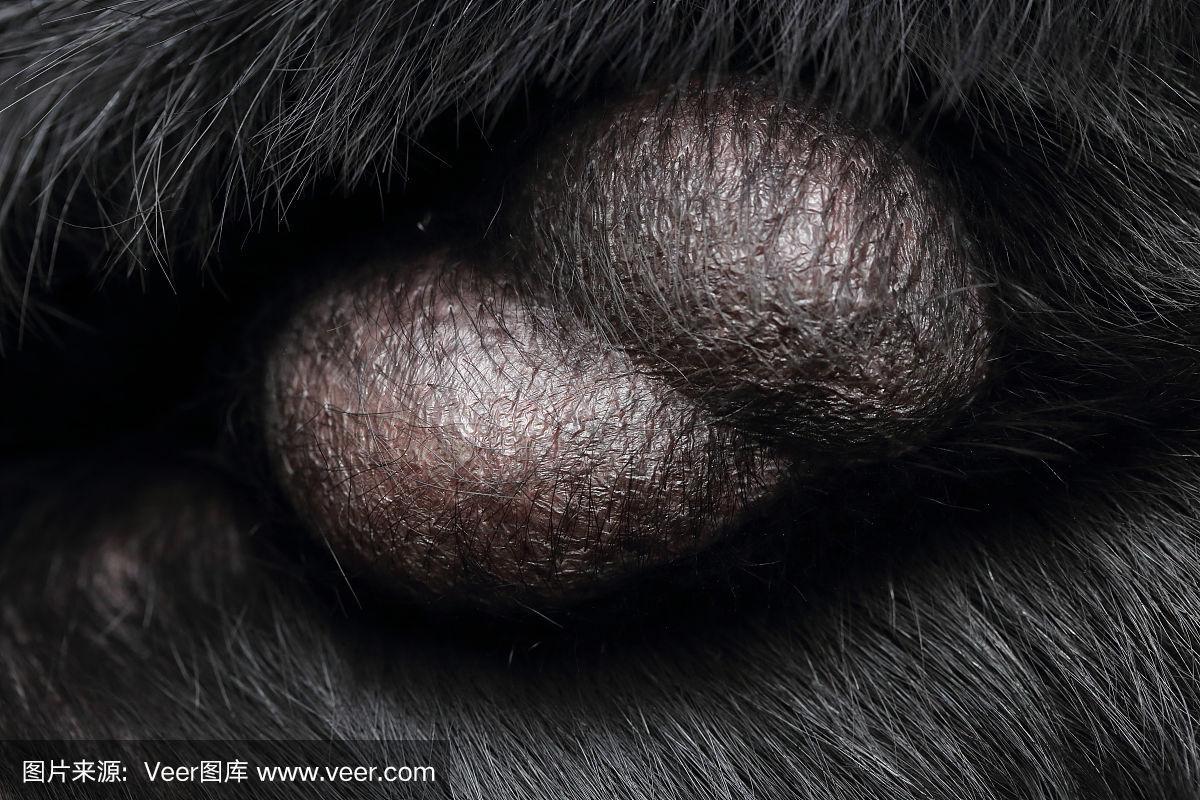 狗狗的睾丸发黑正常吗,狗狗的睾丸是黑色的正常吗?-第6张图片-后鲨宠物 狗狗的睾丸发黑正常吗,狗狗的睾丸是黑色的正常吗?-第6张图片-后鲨宠物