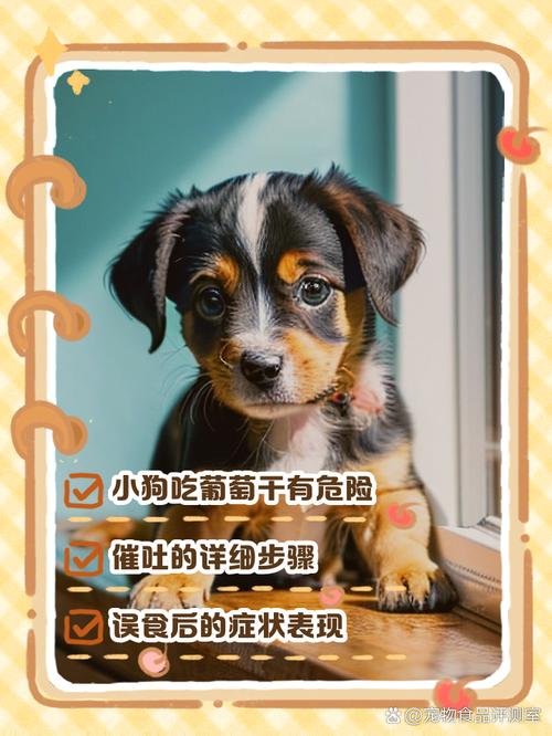 狗狗吃葡萄干会怎么样,狗吃葡萄干有事吗?-第3张图片-后鲨宠物 狗狗吃葡萄干会怎么样,狗吃葡萄干有事吗?-第3张图片-后鲨宠物