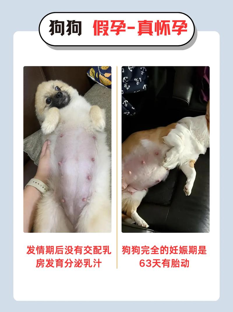 狗狗怀孕多久生,狗狗怀孕多久生宝宝正常-第4张图片-后鲨宠物 狗狗怀孕多久生,狗狗怀孕多久生宝宝正常-第4张图片-后鲨宠物