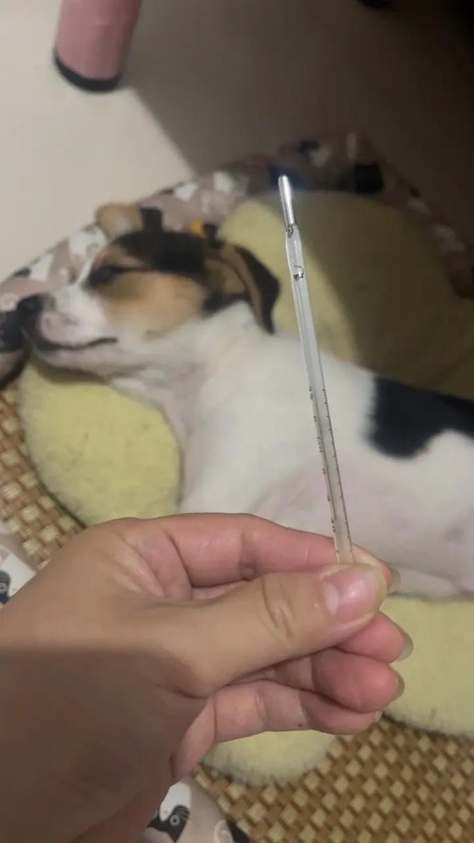 狗狗的正常温度,狗狗的正常温度范围?-第4张图片-后鲨宠物 狗狗的正常温度,狗狗的正常温度范围?-第4张图片-后鲨宠物