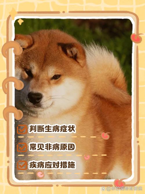 怎么喂狗狗吃药,怎么喂狗狗吃药片-第3张图片-后鲨宠物 怎么喂狗狗吃药,怎么喂狗狗吃药片-第3张图片-后鲨宠物