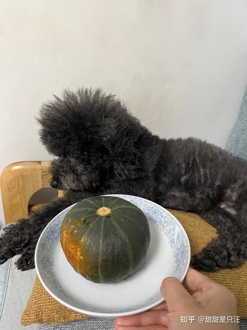 狗狗吃南瓜有什么好处,狗吃南瓜好消化吗-第3张图片-后鲨宠物 狗狗吃南瓜有什么好处,狗吃南瓜好消化吗-第3张图片-后鲨宠物