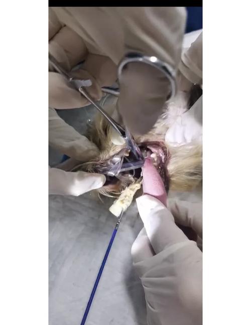 狗狗取异物手术多少钱,狗狗取异物手术多少钱一次-第5张图片-后鲨宠物 狗狗取异物手术多少钱,狗狗取异物手术多少钱一次-第5张图片-后鲨宠物