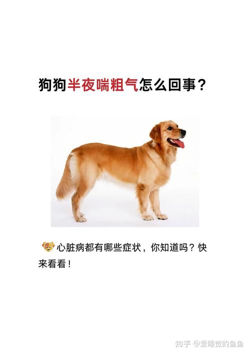 狗狗喘粗气是怎么回事,狗狗喘粗气是怎么回事吃什么药-第2张图片-后鲨宠物 狗狗喘粗气是怎么回事,狗狗喘粗气是怎么回事吃什么药-第2张图片-后鲨宠物