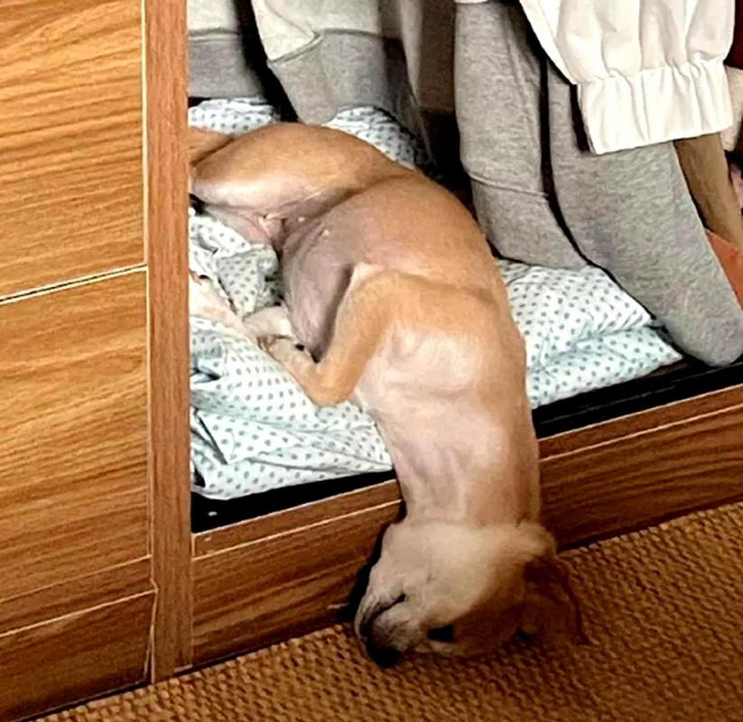 狗狗喘粗气是怎么回事,狗狗喘粗气是怎么回事吃什么药-第4张图片-后鲨宠物 狗狗喘粗气是怎么回事,狗狗喘粗气是怎么回事吃什么药-第4张图片-后鲨宠物