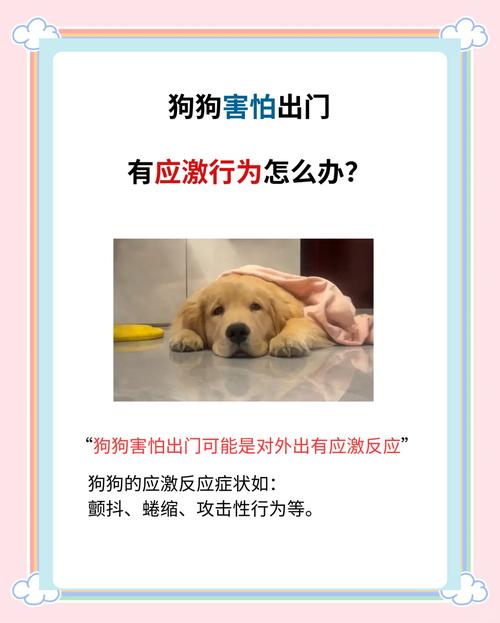 狗狗不敢出门怎么办_狗狗不肯出门还很恐惧-第4张图片-后鲨宠物 狗狗不敢出门怎么办_狗狗不肯出门还很恐惧-第4张图片-后鲨宠物