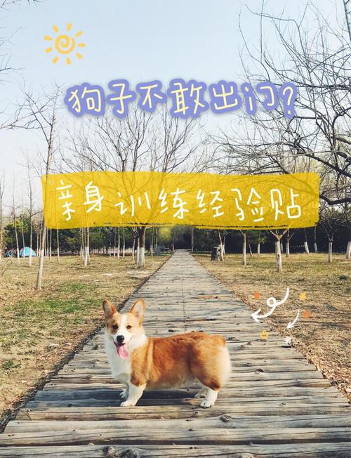 狗狗不敢出门怎么办_狗狗不肯出门还很恐惧-第5张图片-后鲨宠物 狗狗不敢出门怎么办_狗狗不肯出门还很恐惧-第5张图片-后鲨宠物