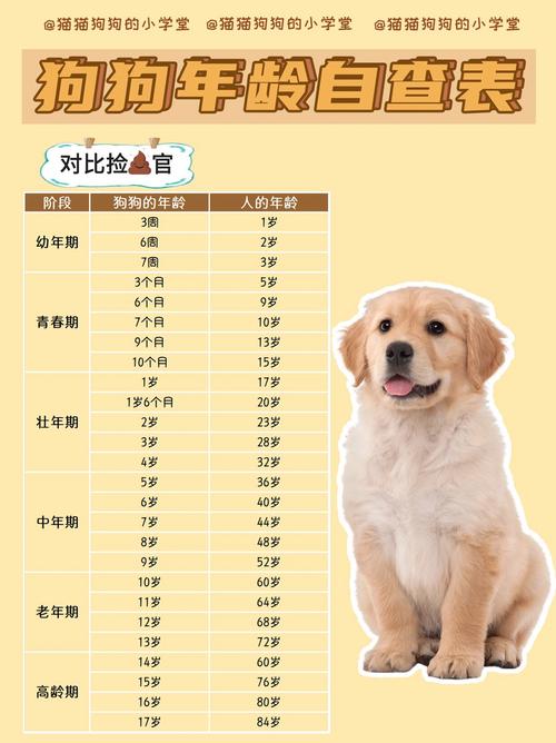 四个月狗狗相当于几岁,四个月的小狗相当于几岁-第3张图片-后鲨宠物 四个月狗狗相当于几岁,四个月的小狗相当于几岁-第3张图片-后鲨宠物