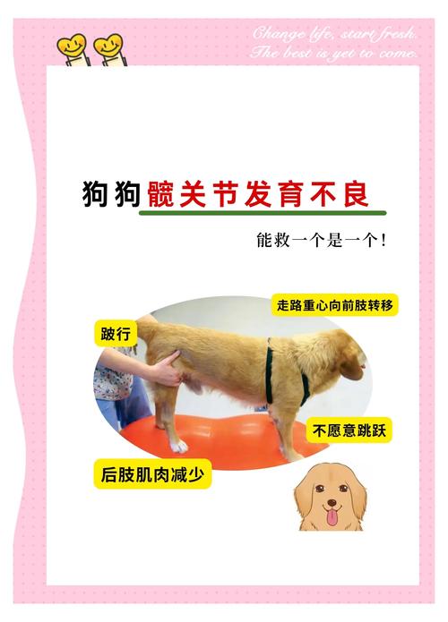 治疗狗狗髋关节的药物,治疗狗狗髋关节的药物是什么?-第1张图片-后鲨宠物 治疗狗狗髋关节的药物,治疗狗狗髋关节的药物是什么?-第1张图片-后鲨宠物