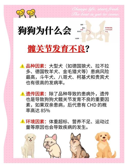 治疗狗狗髋关节的药物,治疗狗狗髋关节的药物是什么?-第5张图片-后鲨宠物 治疗狗狗髋关节的药物,治疗狗狗髋关节的药物是什么?-第5张图片-后鲨宠物