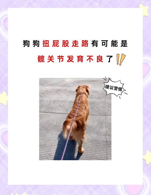 治疗狗狗髋关节的药物,治疗狗狗髋关节的药物是什么?-第6张图片-后鲨宠物 治疗狗狗髋关节的药物,治疗狗狗髋关节的药物是什么?-第6张图片-后鲨宠物