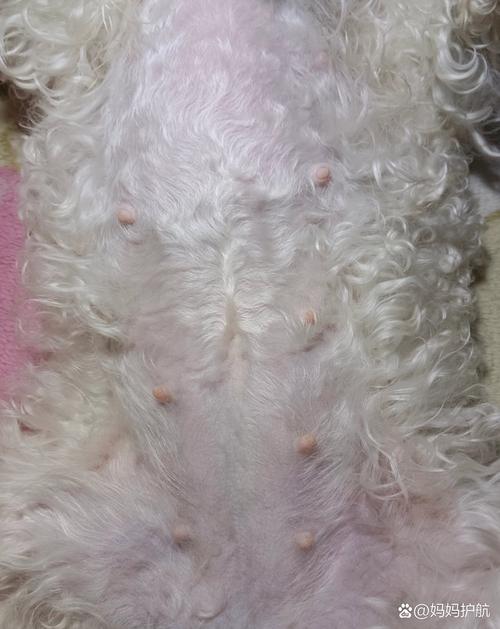 狗狗多少天下崽,泰迪怀孕多少天生小狗-第2张图片-后鲨宠物 狗狗多少天下崽,泰迪怀孕多少天生小狗-第2张图片-后鲨宠物