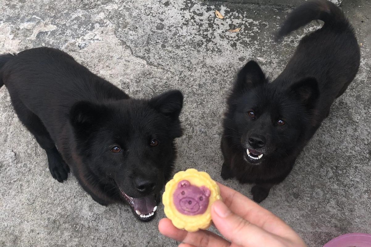 狗狗可以吃绿豆雪糕吗,狗狗能不能吃绿豆雪糕-第4张图片-后鲨宠物 狗狗可以吃绿豆雪糕吗,狗狗能不能吃绿豆雪糕-第4张图片-后鲨宠物