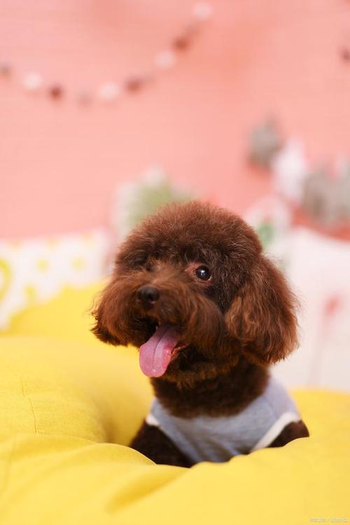 泰迪狗狗能吃柿子吗,泰迪能吃柿子嘛-第5张图片-后鲨宠物 泰迪狗狗能吃柿子吗,泰迪能吃柿子嘛-第5张图片-后鲨宠物