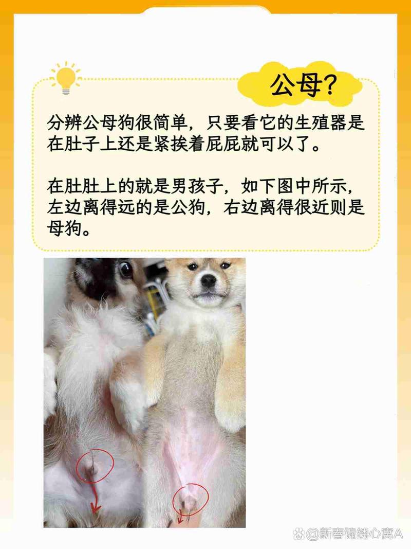 怎么看狗狗的公母,如何判断狗狗的公母-第2张图片-后鲨宠物 怎么看狗狗的公母,如何判断狗狗的公母-第2张图片-后鲨宠物