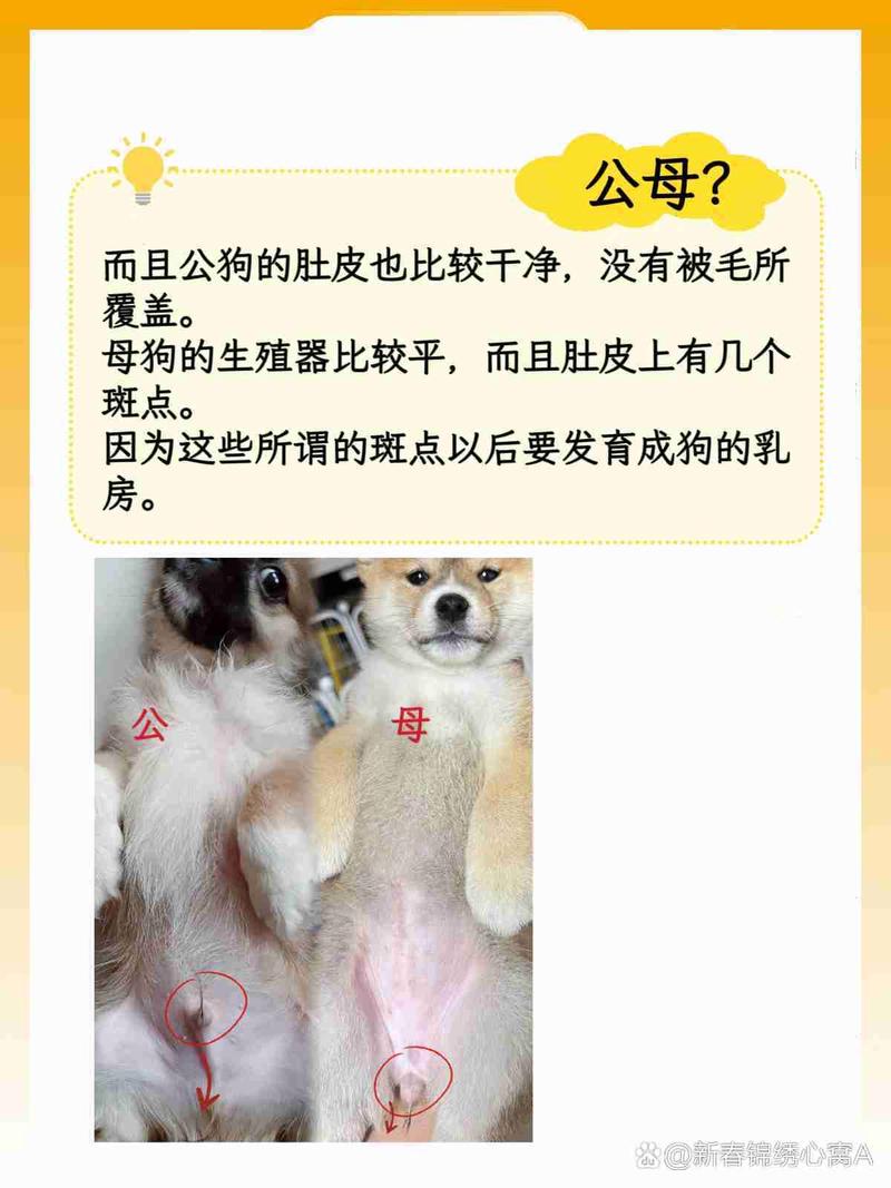 怎么看狗狗的公母,如何判断狗狗的公母-第4张图片-后鲨宠物 怎么看狗狗的公母,如何判断狗狗的公母-第4张图片-后鲨宠物