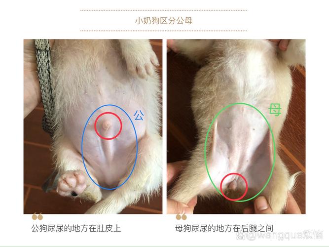 怎么看狗狗的公母,如何判断狗狗的公母-第5张图片-后鲨宠物 怎么看狗狗的公母,如何判断狗狗的公母-第5张图片-后鲨宠物