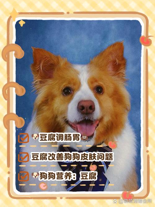 狗狗可以吃豆沙吗,狗狗能吃豆沙包么?-第3张图片-后鲨宠物 狗狗可以吃豆沙吗,狗狗能吃豆沙包么?-第3张图片-后鲨宠物