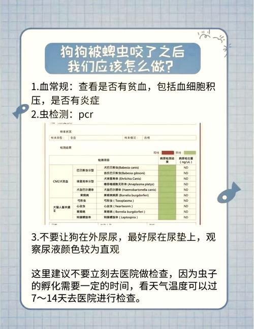 狗狗被蜱虫叮咬后怎么处理,狗狗被蜱虫叮咬后有什么反应?-第1张图片-后鲨宠物 狗狗被蜱虫叮咬后怎么处理,狗狗被蜱虫叮咬后有什么反应?-第1张图片-后鲨宠物