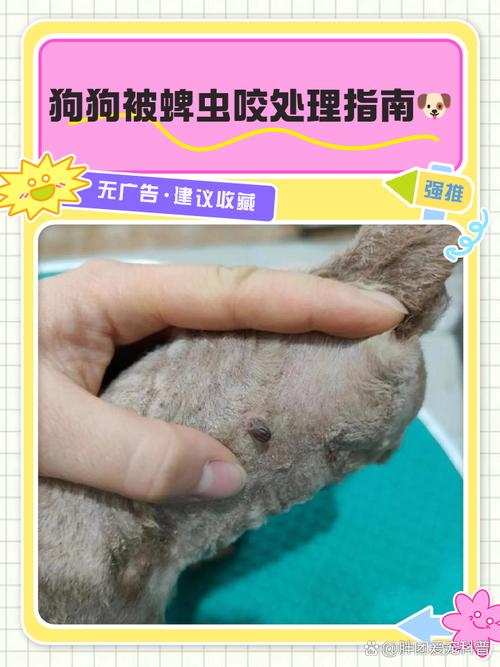 狗狗被蜱虫叮咬后怎么处理,狗狗被蜱虫叮咬后有什么反应?-第5张图片-后鲨宠物 狗狗被蜱虫叮咬后怎么处理,狗狗被蜱虫叮咬后有什么反应?-第5张图片-后鲨宠物