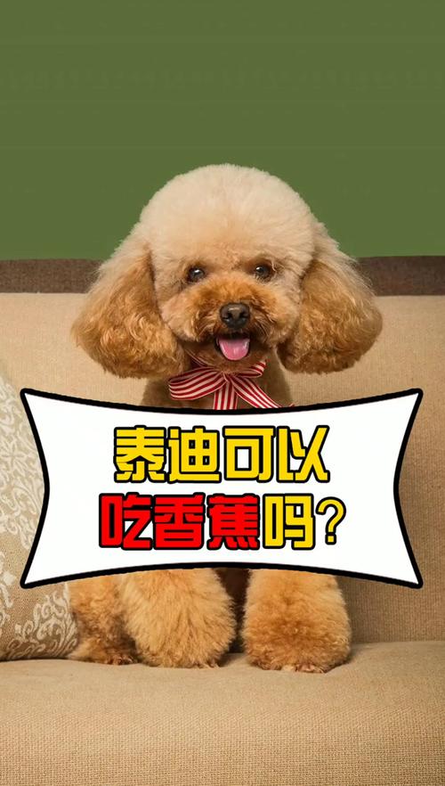 泰迪狗狗可以吃香蕉吗,泰迪能否吃香蕉-第1张图片-后鲨宠物 泰迪狗狗可以吃香蕉吗,泰迪能否吃香蕉-第1张图片-后鲨宠物