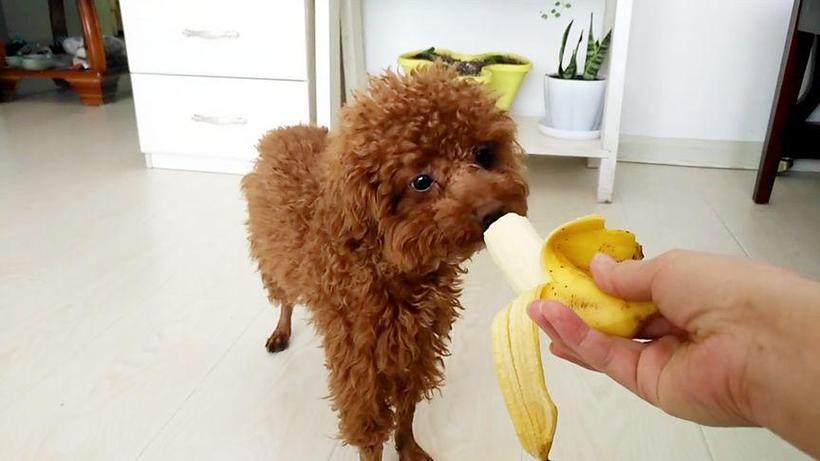泰迪狗狗可以吃香蕉吗,泰迪能否吃香蕉-第2张图片-后鲨宠物 泰迪狗狗可以吃香蕉吗,泰迪能否吃香蕉-第2张图片-后鲨宠物