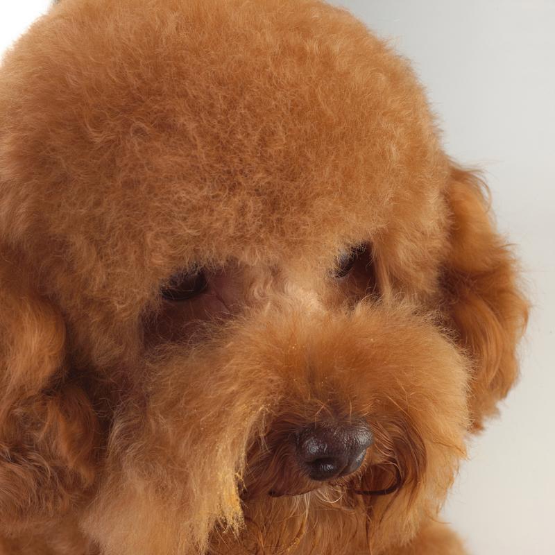 泰迪狗狗可以吃香蕉吗,泰迪能否吃香蕉-第6张图片-后鲨宠物 泰迪狗狗可以吃香蕉吗,泰迪能否吃香蕉-第6张图片-后鲨宠物