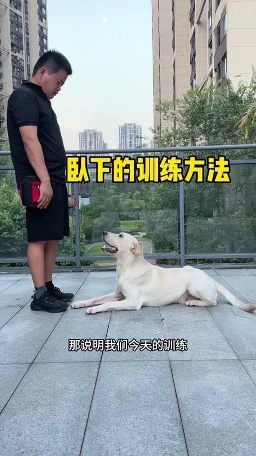 怎么训练狗狗趴下,如何让狗狗学会趴下?-第4张图片-后鲨宠物 怎么训练狗狗趴下,如何让狗狗学会趴下?-第4张图片-后鲨宠物