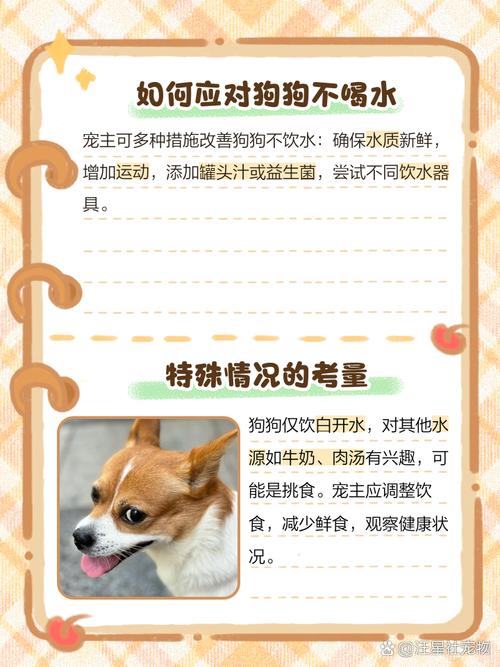 狗狗不喝水是生病了吗,狗狗不喝水了怎么回事?-第2张图片-后鲨宠物 狗狗不喝水是生病了吗,狗狗不喝水了怎么回事?-第2张图片-后鲨宠物