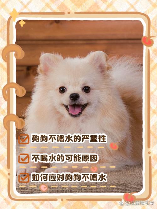 狗狗不喝水是生病了吗,狗狗不喝水了怎么回事?-第3张图片-后鲨宠物 狗狗不喝水是生病了吗,狗狗不喝水了怎么回事?-第3张图片-后鲨宠物