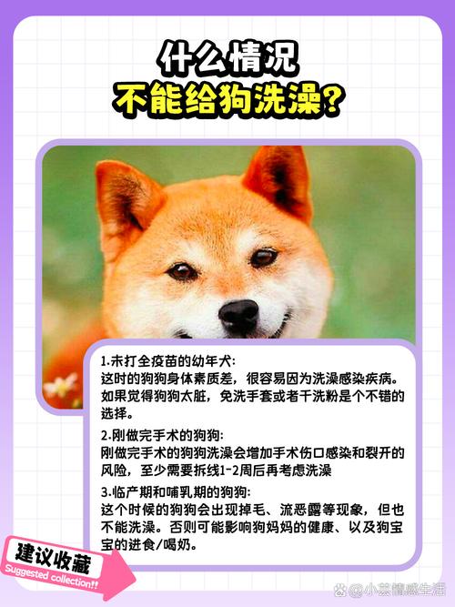 狗狗打疫苗前可以洗澡吗_狗狗打疫苗前可以洗澡吗有影响吗-第4张图片-后鲨宠物 狗狗打疫苗前可以洗澡吗_狗狗打疫苗前可以洗澡吗有影响吗-第4张图片-后鲨宠物