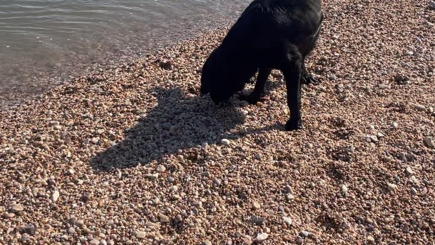 狗狗喝了海水怎么办,狗狗喝了海水没事吧-第2张图片-后鲨宠物 狗狗喝了海水怎么办,狗狗喝了海水没事吧-第2张图片-后鲨宠物