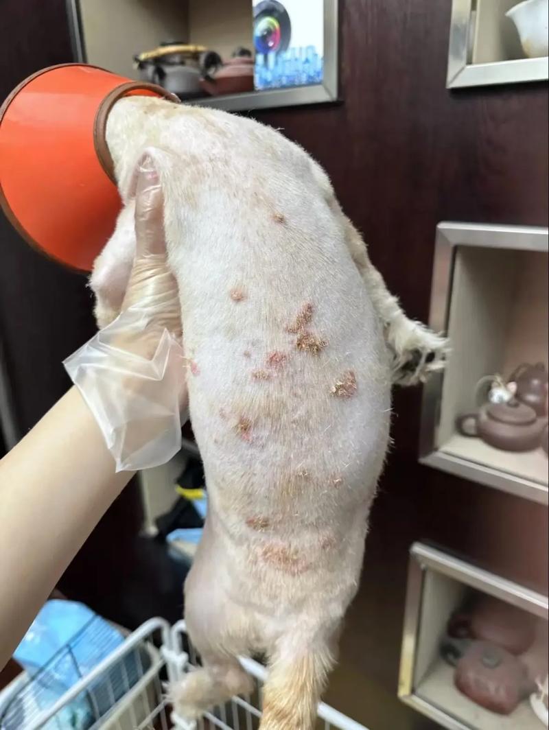 狗狗喝了海水怎么办,狗狗喝了海水没事吧-第3张图片-后鲨宠物 狗狗喝了海水怎么办,狗狗喝了海水没事吧-第3张图片-后鲨宠物