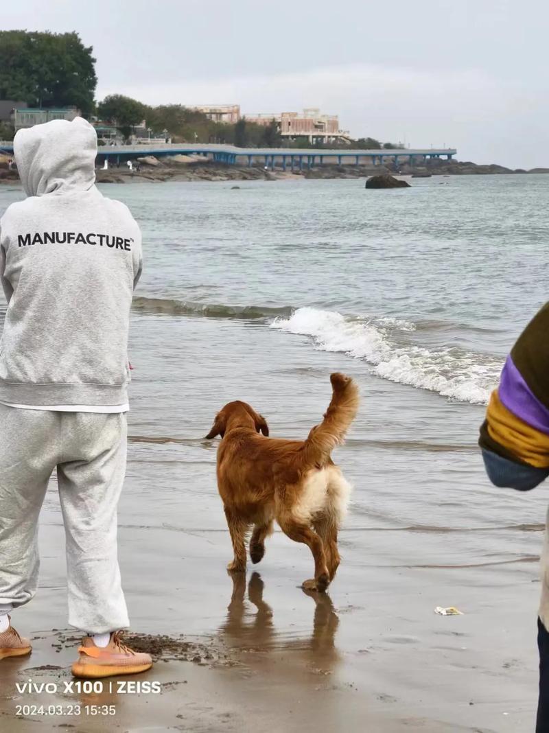 狗狗喝了海水怎么办,狗狗喝了海水没事吧-第4张图片-后鲨宠物 狗狗喝了海水怎么办,狗狗喝了海水没事吧-第4张图片-后鲨宠物