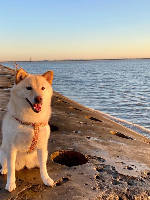 狗狗喝了海水怎么办,狗狗喝了海水没事吧-第5张图片-后鲨宠物 狗狗喝了海水怎么办,狗狗喝了海水没事吧-第5张图片-后鲨宠物