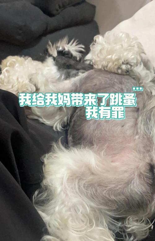 狗狗被跳蚤咬了怎么办,狗狗被跳蚤咬了怎么办图片?-第1张图片-后鲨宠物 狗狗被跳蚤咬了怎么办,狗狗被跳蚤咬了怎么办图片?-第1张图片-后鲨宠物